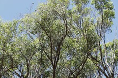 Eucalyptus carnea