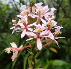Epidendrum secundum