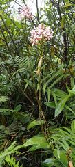 Epidendrum secundum