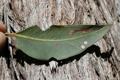Eucalyptus carnea
