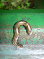 Anadenobolus monilicornis