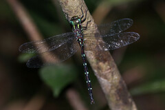 Austroaeschna pulchra