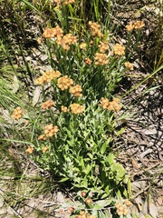 Helichrysum appendiculatum