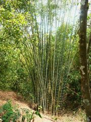 Dendrocalamus giganteus