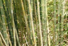 Dendrocalamus giganteus