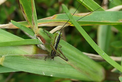 Conocephalus semivittatus