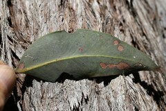 Eucalyptus carnea