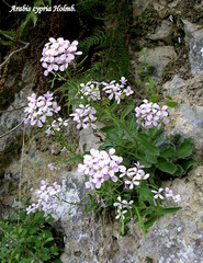 Arabis cypria