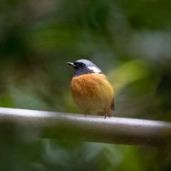 Phoenicurus auroreus