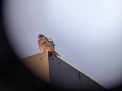 Falco peregrinus
