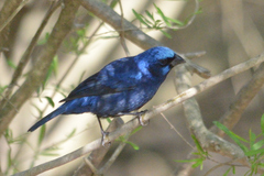 Cyanocompsa parellina