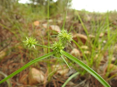 Cyperus retroflexus