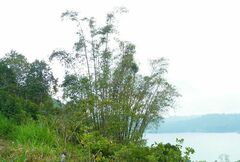 Dendrocalamus giganteus