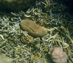 Ctenactis