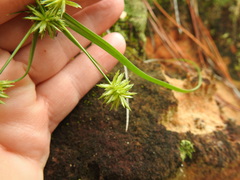 Cyperus retroflexus