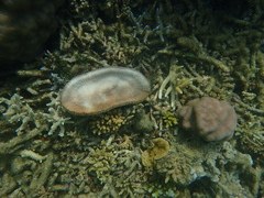 Ctenactis