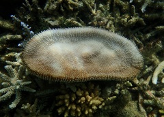 Ctenactis
