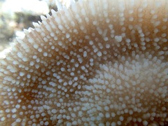 Ctenactis
