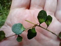 Melicytus micranthus