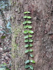 Parsonsia plaesiophylla