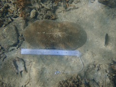 Ctenactis