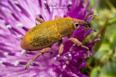 Lixomorphus algirus
