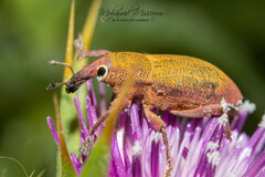 Lixomorphus algirus