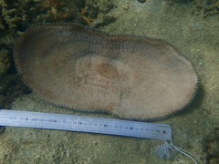 Ctenactis