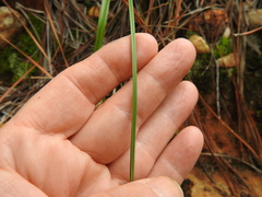 Cyperus retroflexus