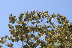 Mallotus tetracoccus