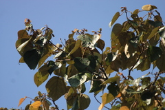 Mallotus tetracoccus