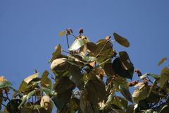 Mallotus tetracoccus