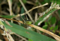 Conocephalus semivittatus