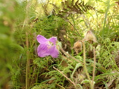 Campanula pallida
