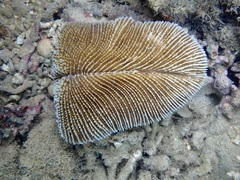 Ctenactis