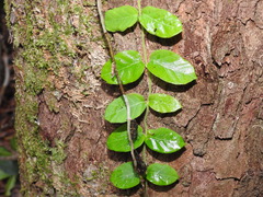 Parsonsia plaesiophylla