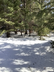 Canachites canadensis