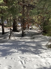 Canachites canadensis