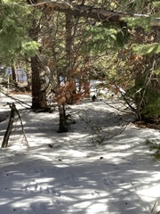 Canachites canadensis