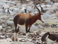 Damaliscus pygargus pygargus