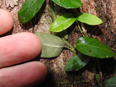 Parsonsia plaesiophylla