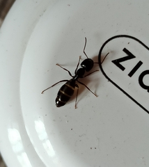 Camponotus fallax