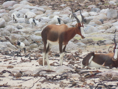Damaliscus pygargus pygargus