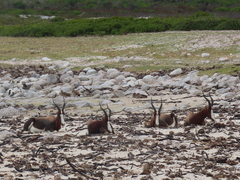Damaliscus pygargus pygargus