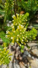 Erica viscaria