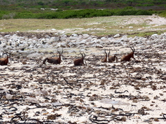 Damaliscus pygargus pygargus