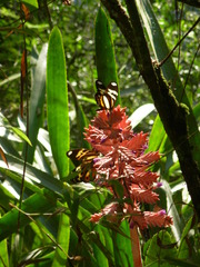 Heliconius ethilla