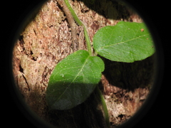Parsonsia plaesiophylla