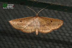 Thyrididae