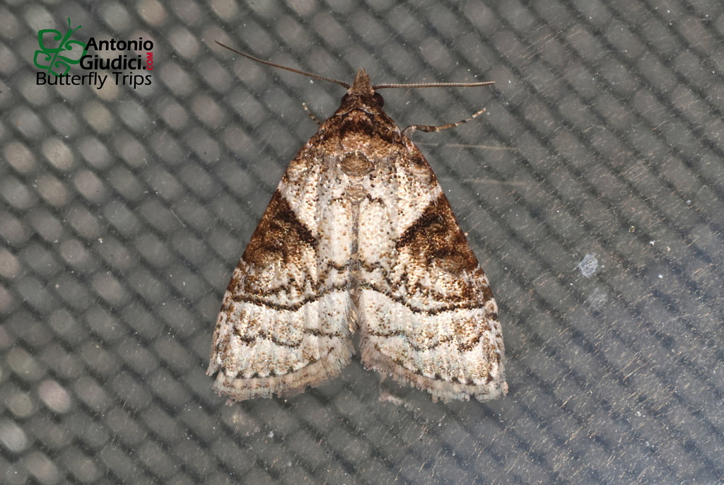 Meganola triangulalis